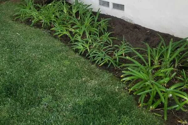 Professional landscape designer in Los Angeles, CA