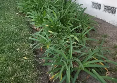 Top-rated landscaping services