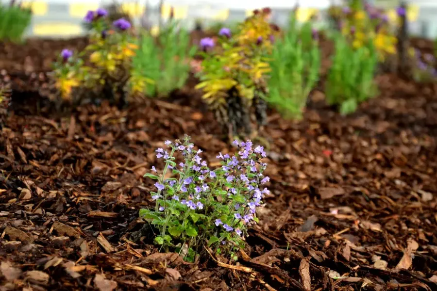 Mulching Techniques That Improve Landscape Longevity Los Angeles, CA