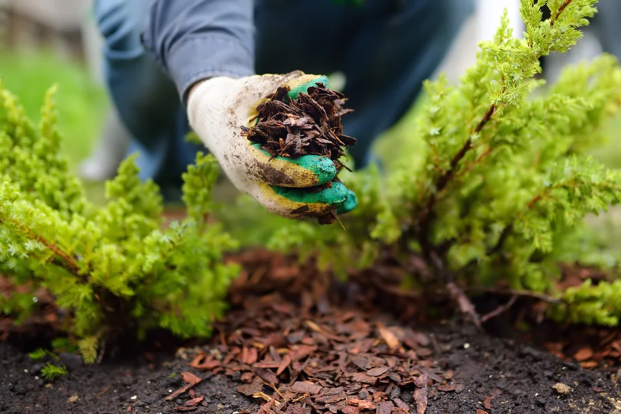 Mulching Techniques That Improve Landscape Longevity in Los Angeles, CA