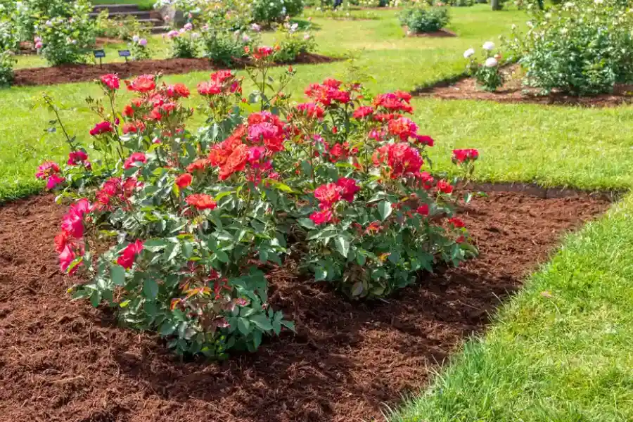 Seasonal Timing Tips For Effective Landscape Mulching in Los Angeles, CA