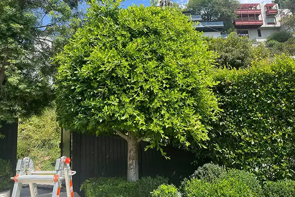 Reliable landscaping services Reliable landscaping services